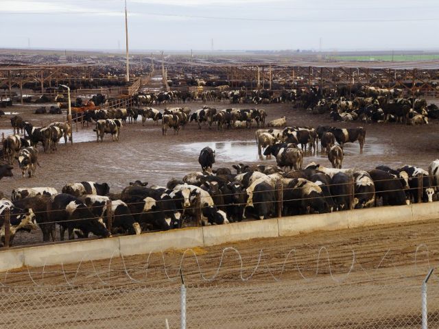 Animal feeder operation in California