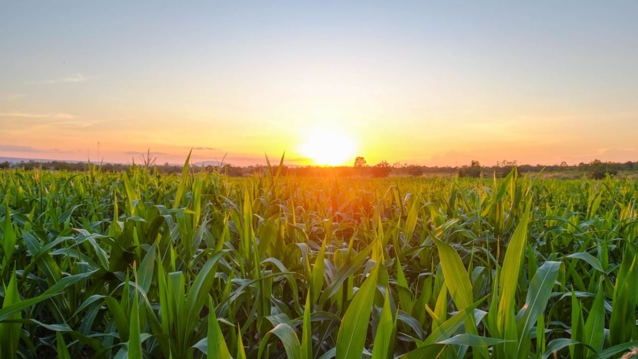 Corn field