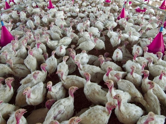 Chicken factory farm
