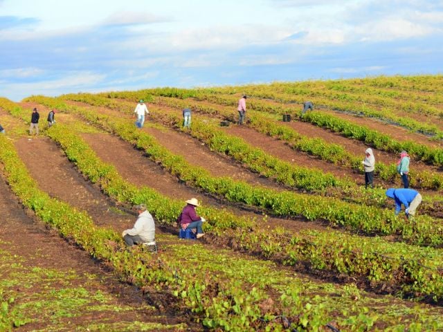 Workers on a Kern County, California vineyard