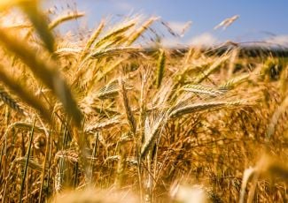 House budget bill’s top farm subsidy loopholes and giveaways